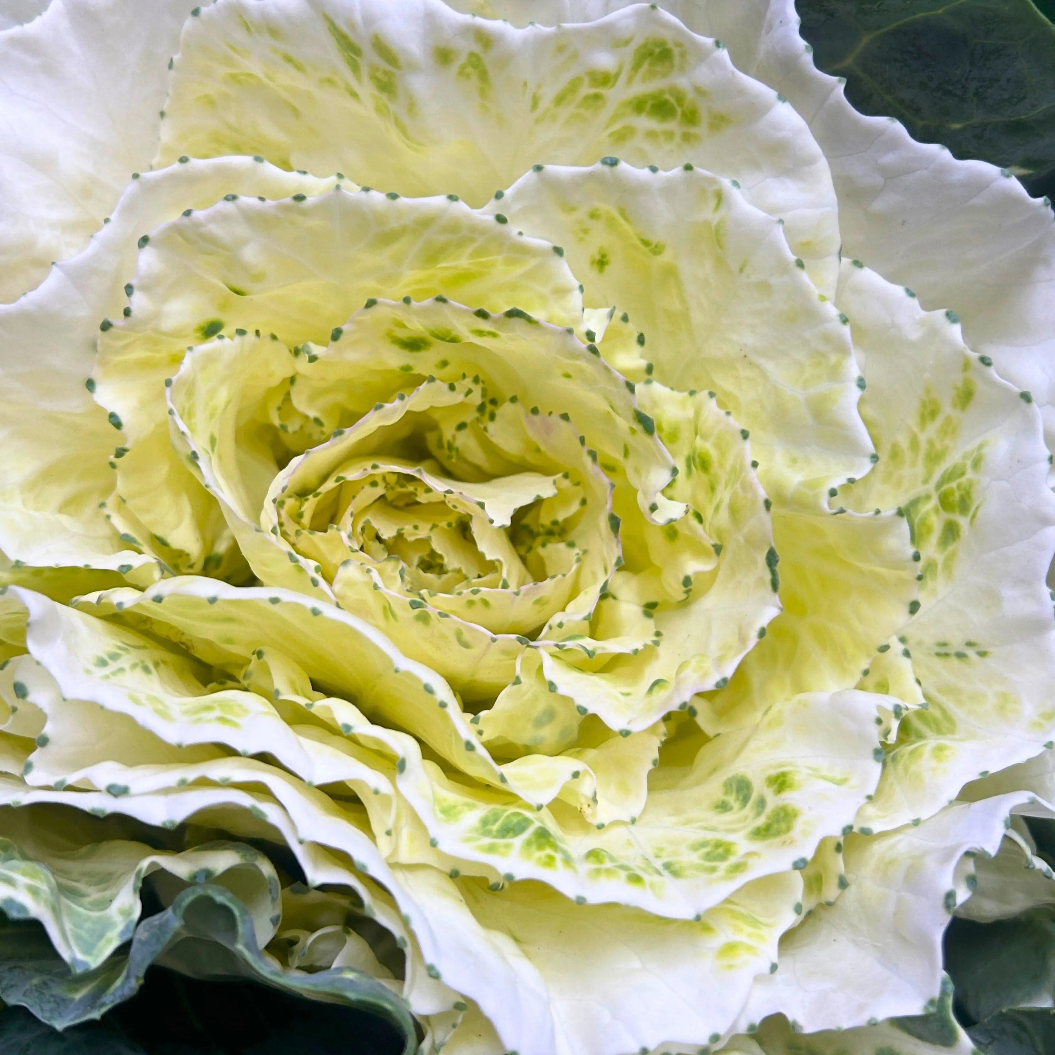 Brassica White Stem