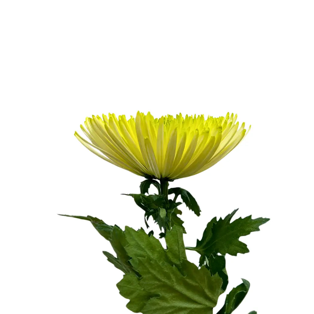 chrysanthemum jimba green
