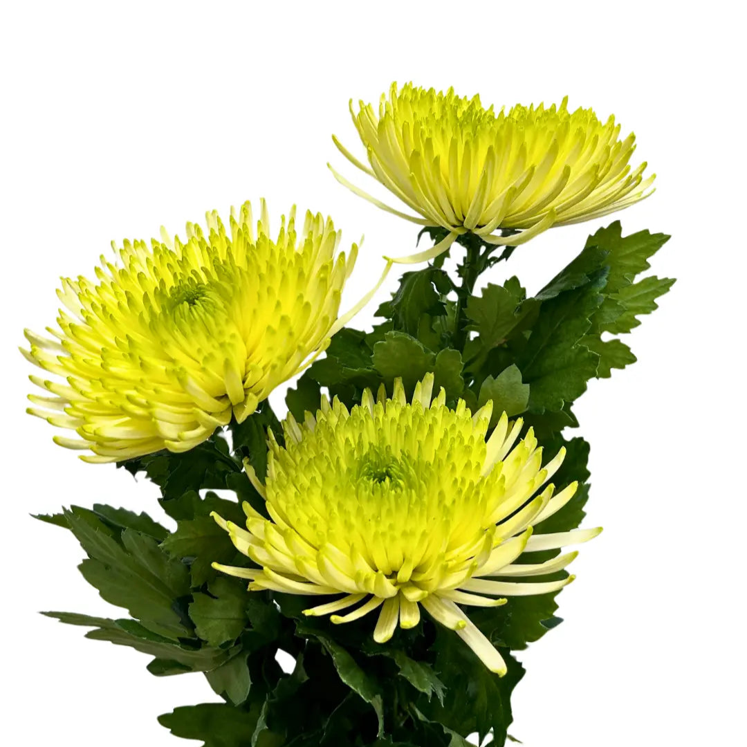 chrysanthemum jimba green