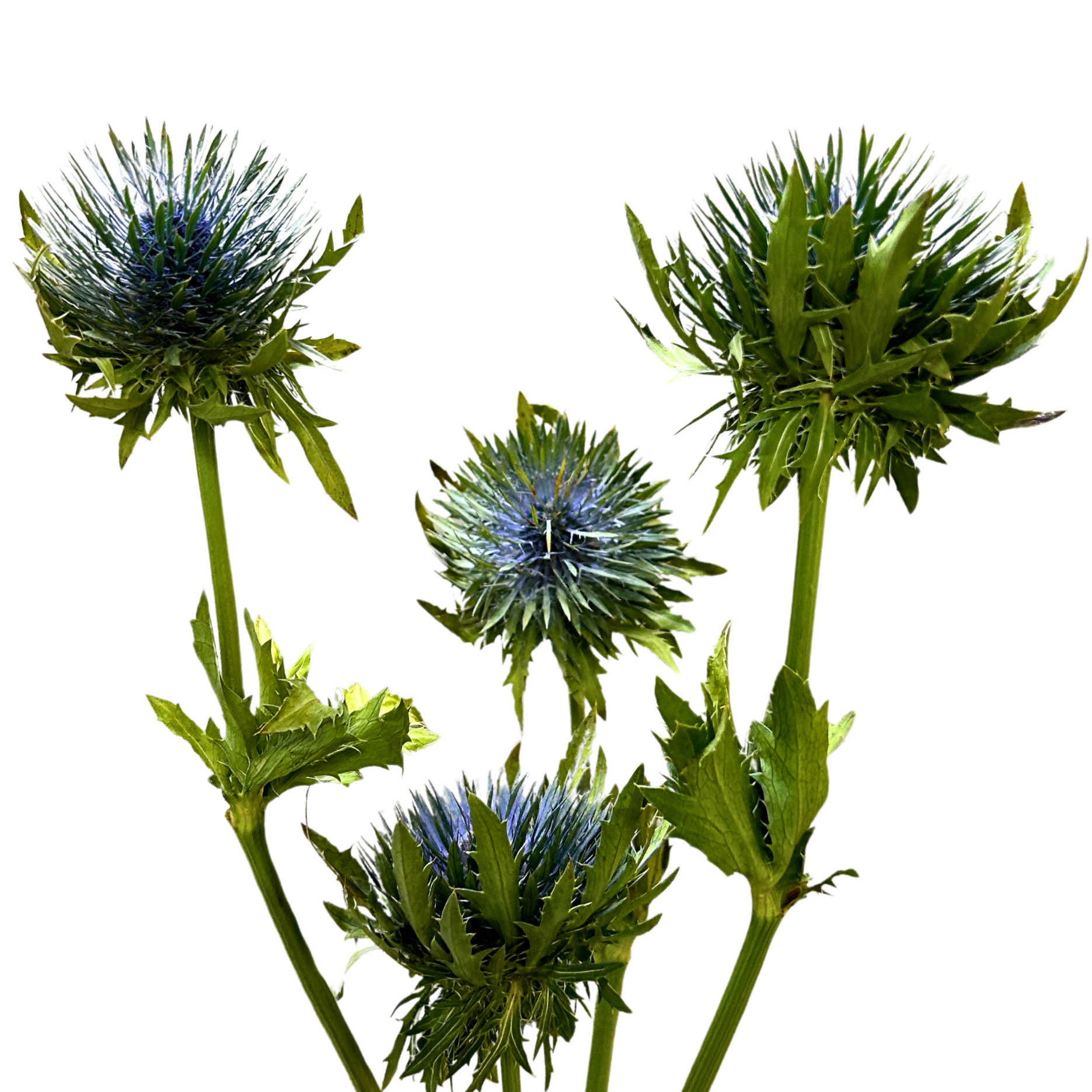 Eryngium Blue for Florists Malaysia – Wholesale Flower Supply