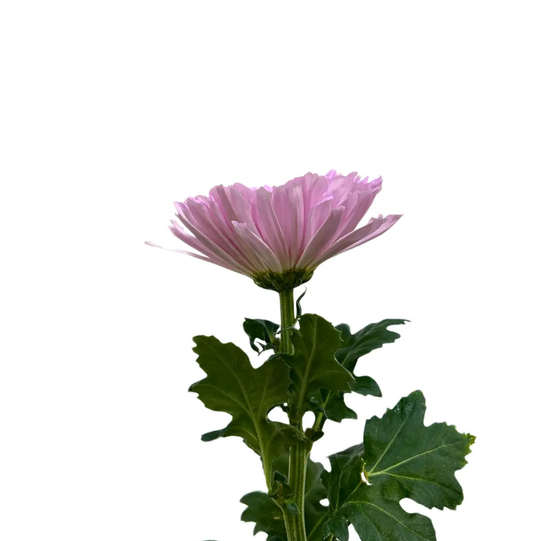 chrysanthemum mum jimba mum anatasia pink