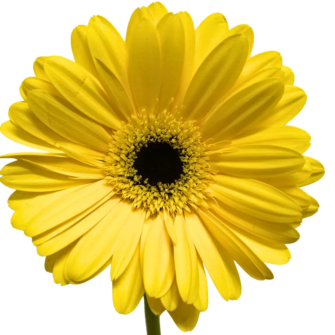 Gerbera Yellow 10 stems