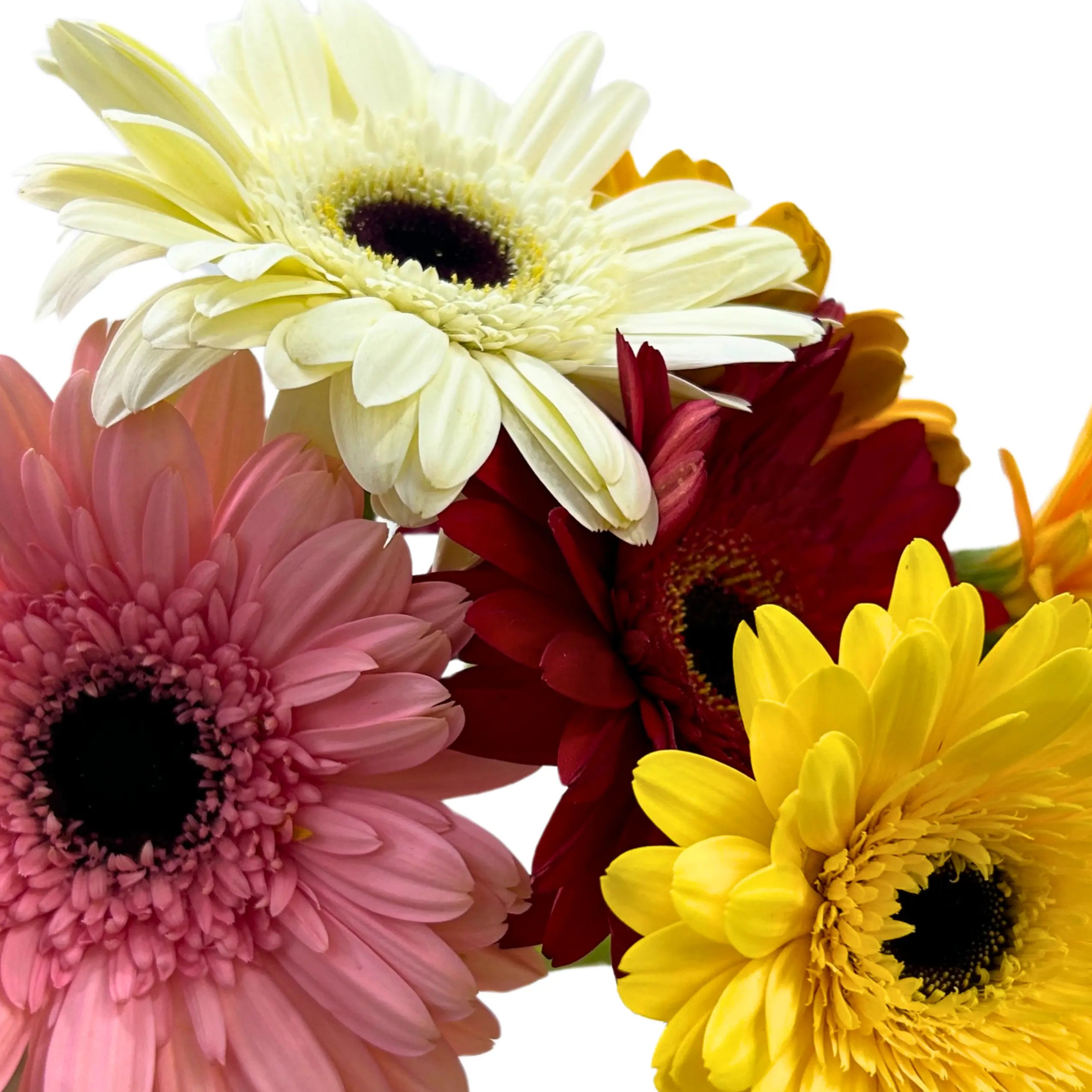Gerbera Assorted 10 Stems