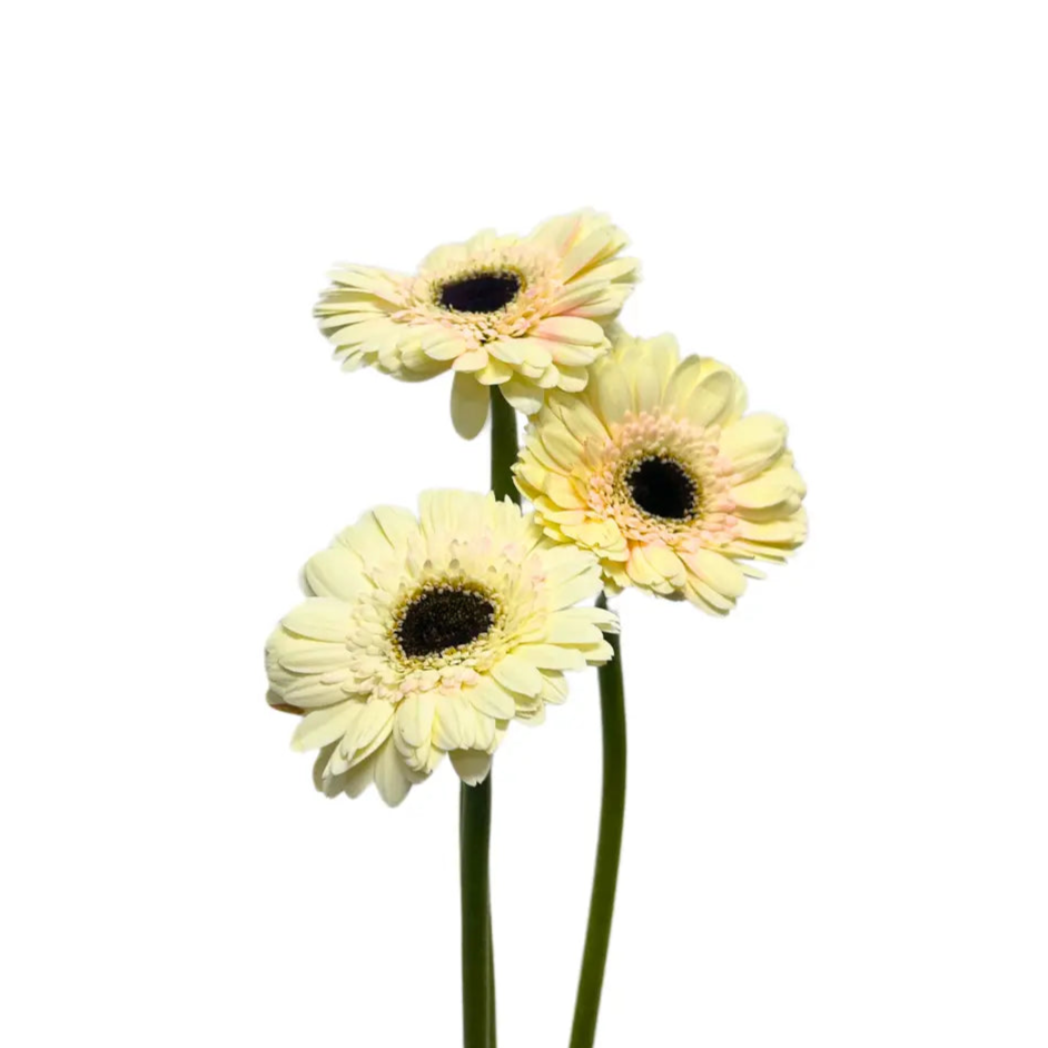 gerbera milky