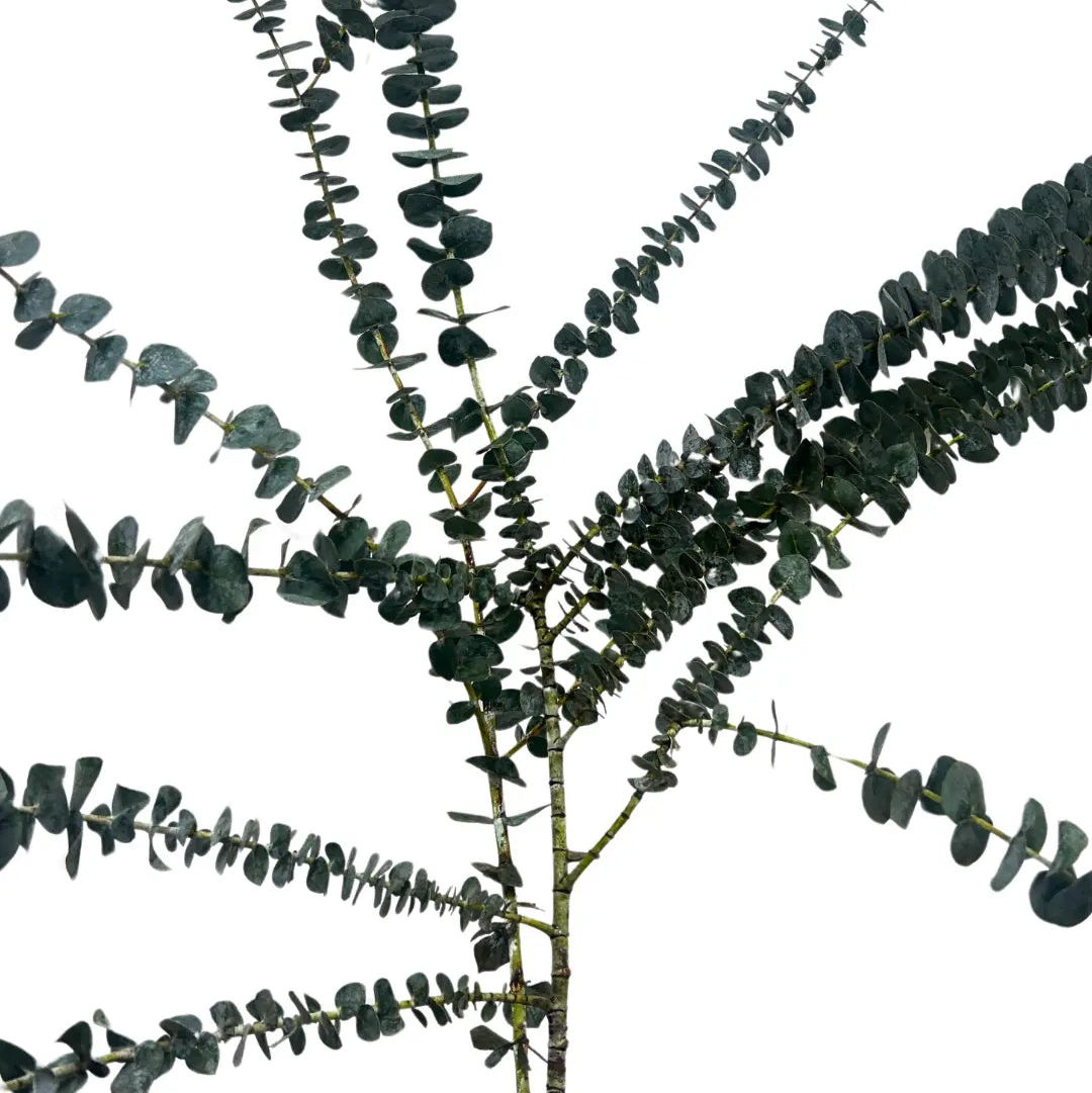 eucalyptus baby blue front