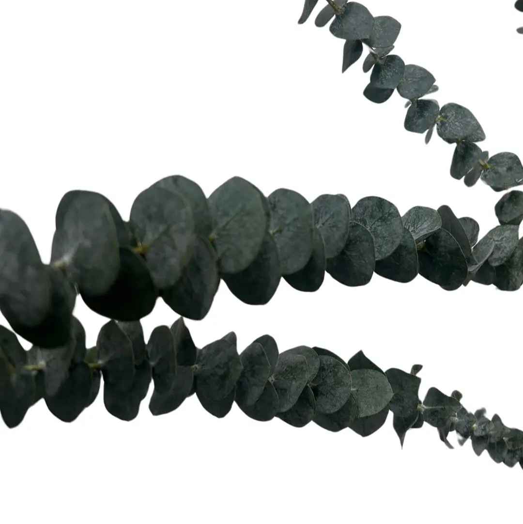 eucalyptus baby blue top