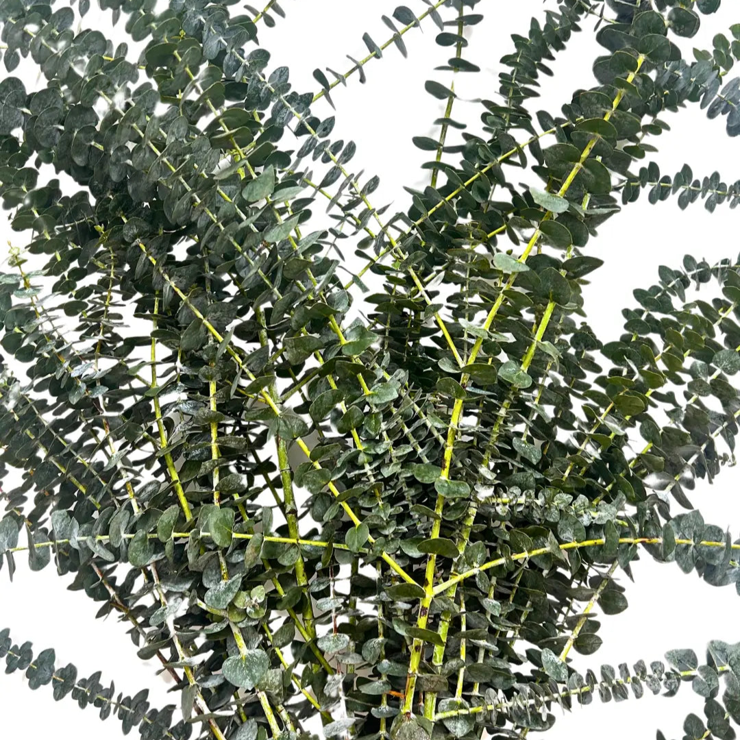 eucalyptus baby blue bundle