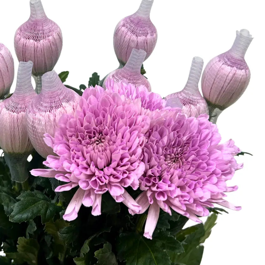 chrysanthemum mum jimba mum anatasia pink