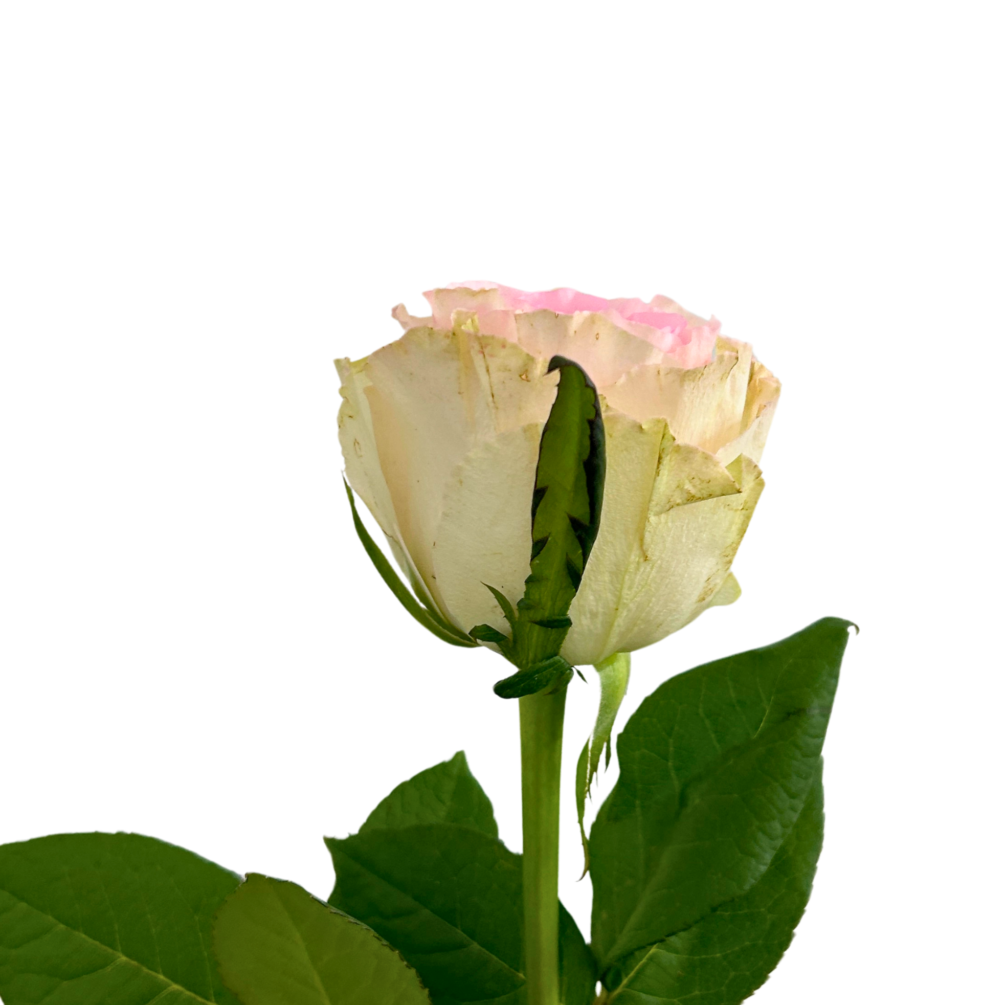 Rose Ocean Puzzle for Florists Malaysia – Wholesale Flower Supply