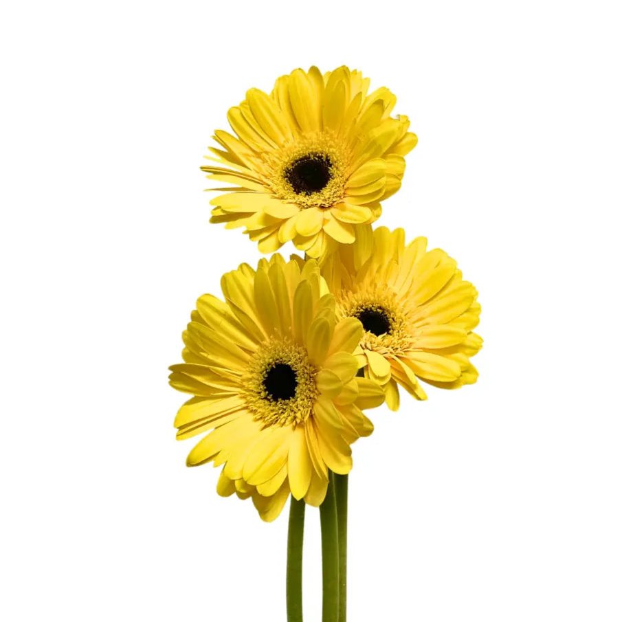 Gerbera Yellow 10 stems