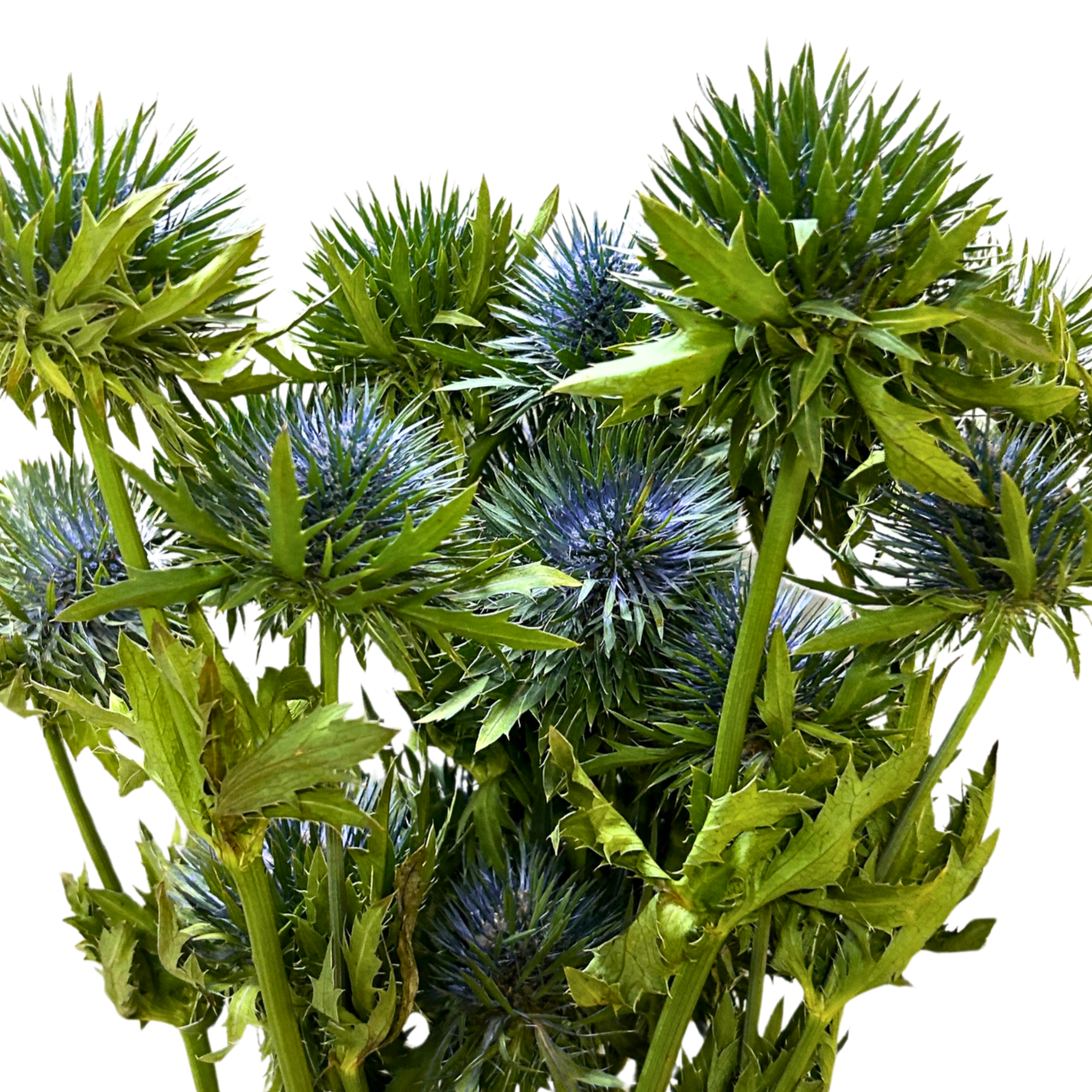 Buy Eryngium Blue Online Malaysia – Fresh Cut Flowers
