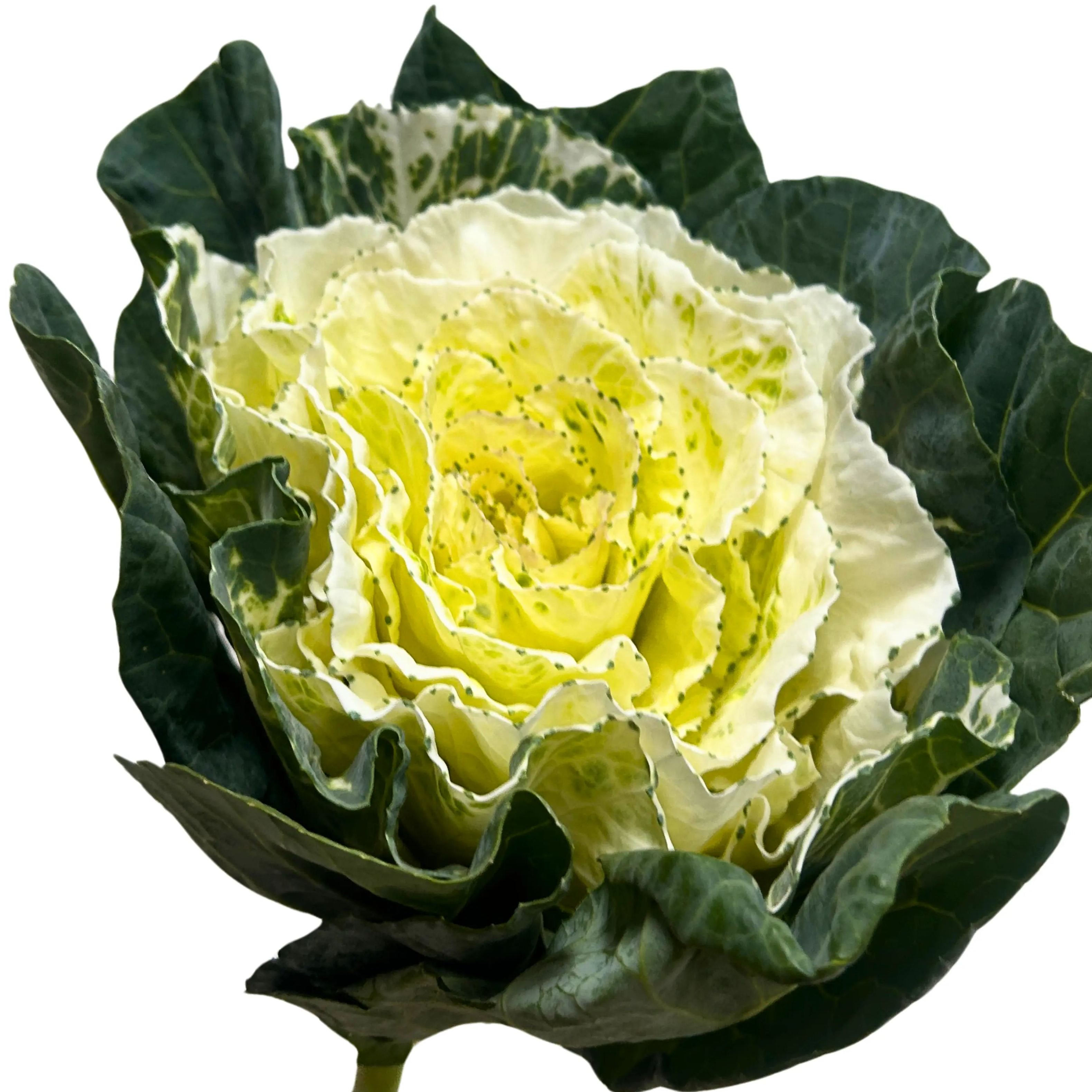Brassica White Stem