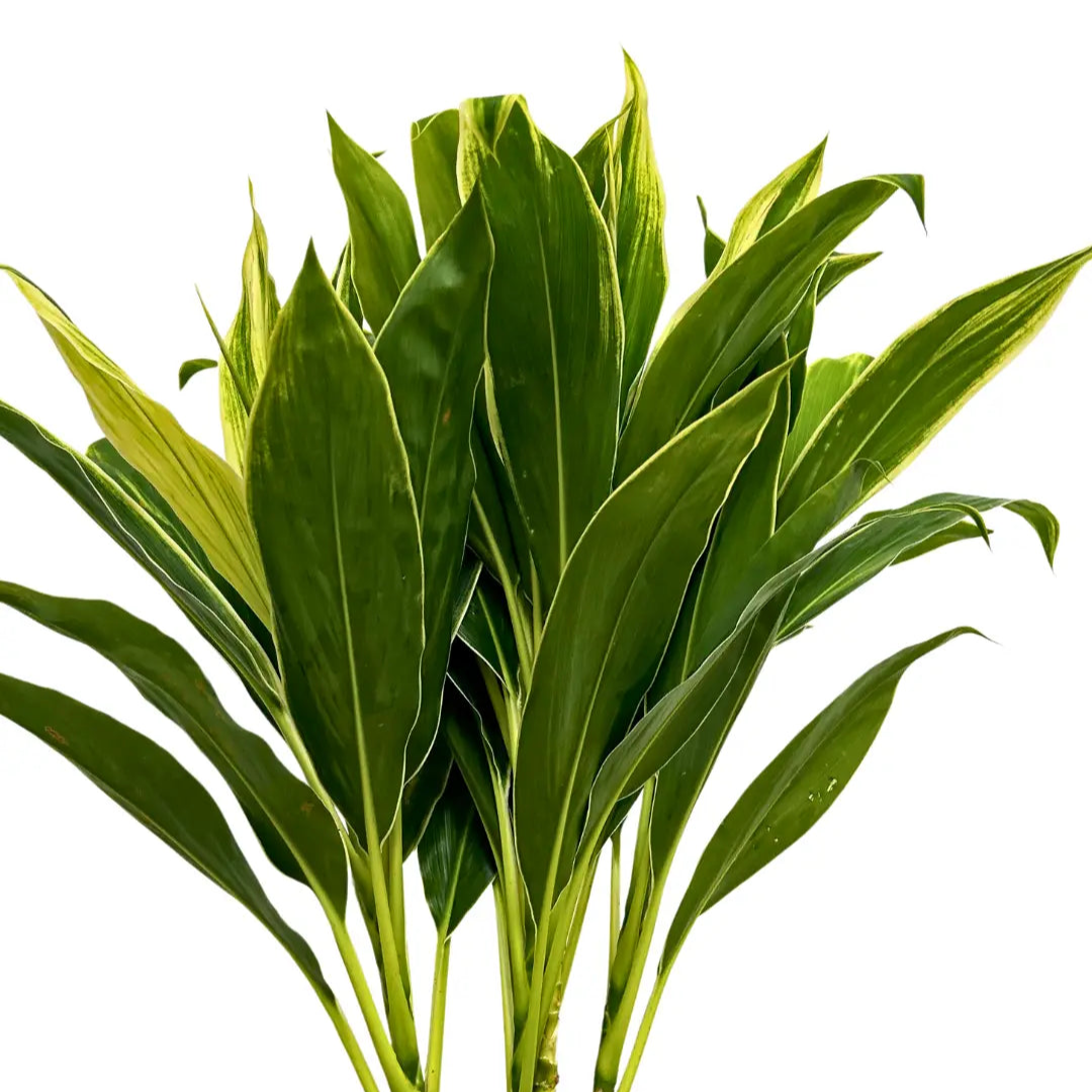 snow white cordyline white bundle