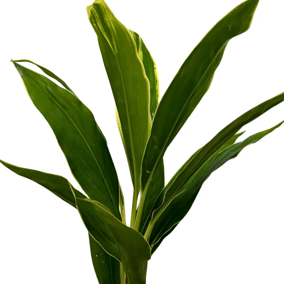 snow white cordyline white top