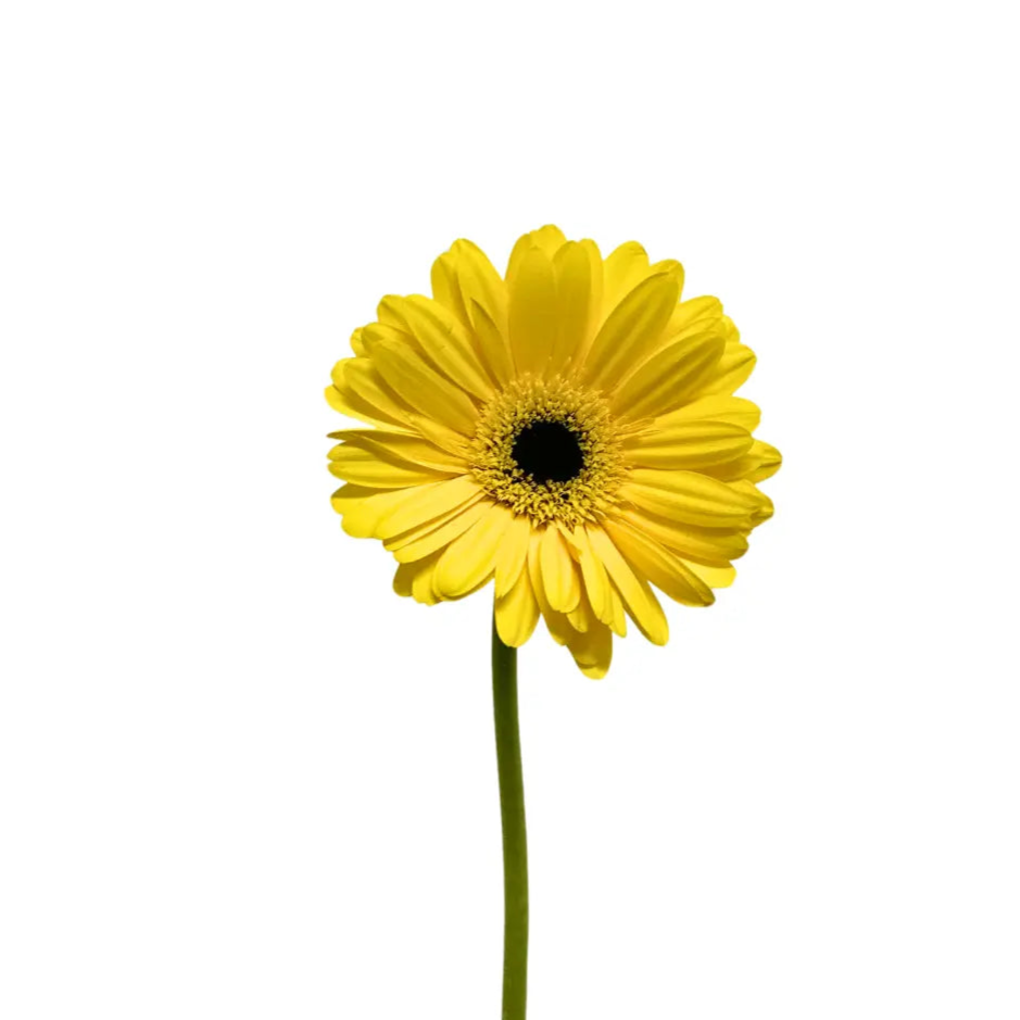 Gerbera Yellow 10 stems