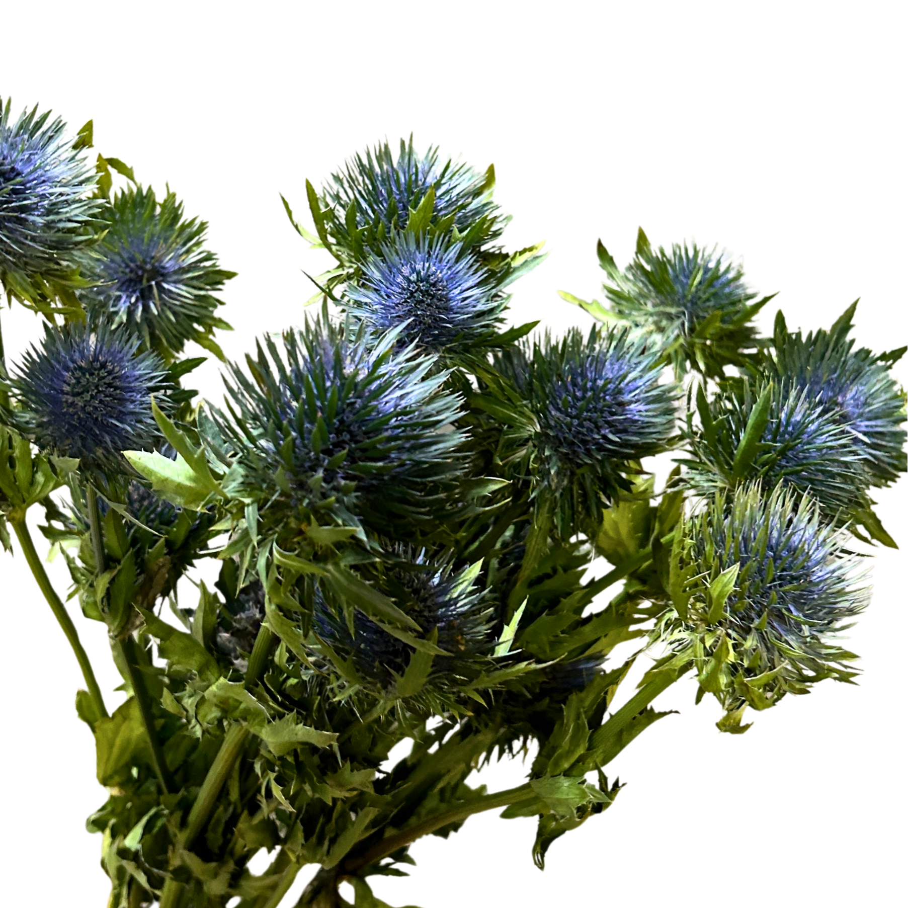 Fresh Eryngium Blue Malaysia – Wholesale & Delivery