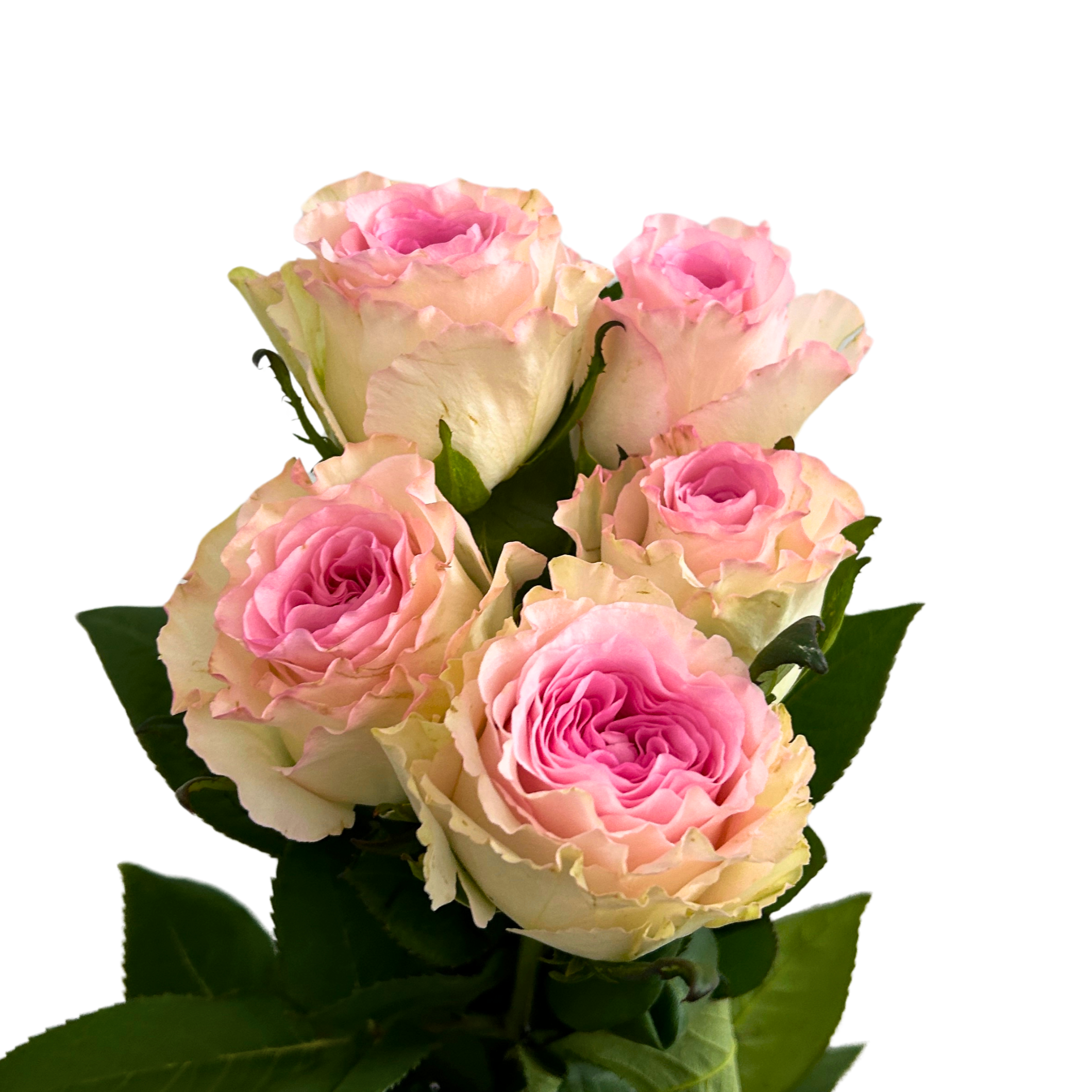 Fresh Rose Roselle Malaysia – Wholesale & Delivery