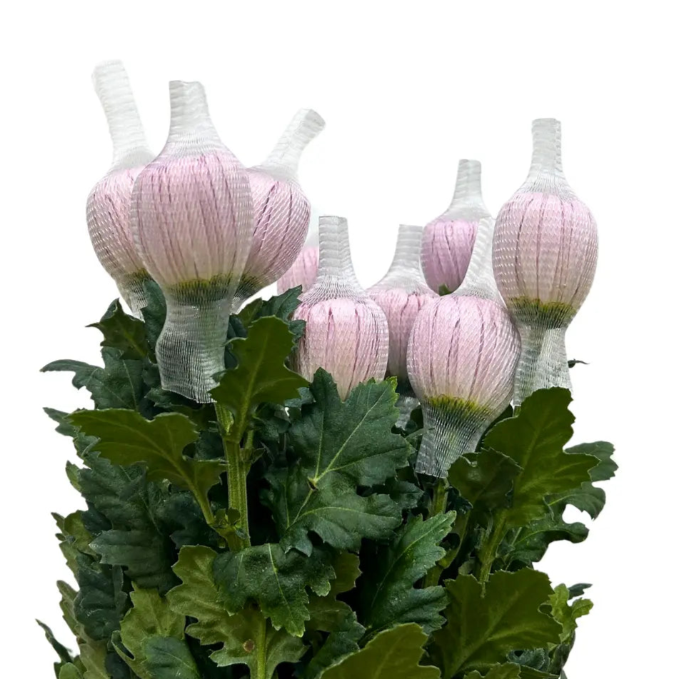 chrysanthemum mum jimba mum anatasia pink