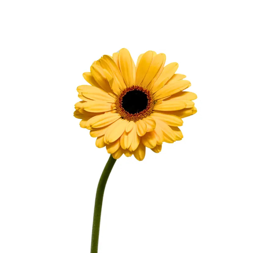 Gerbera Gold 10 stems
