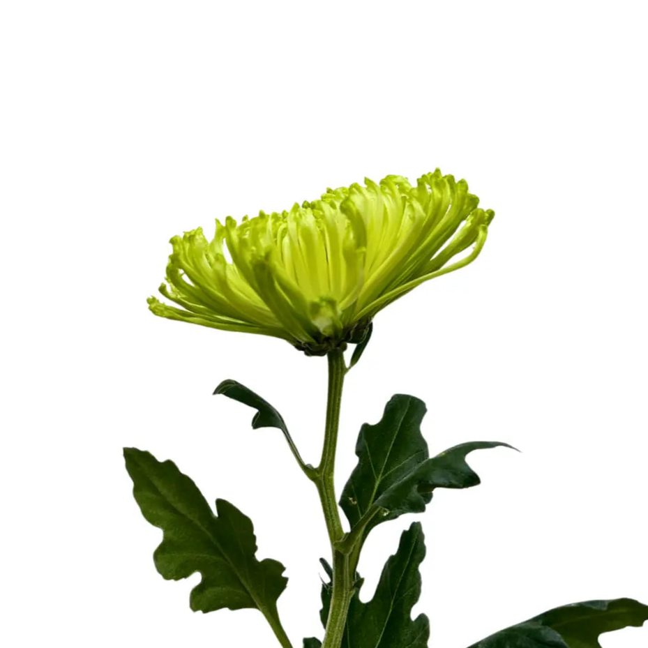 chrysanthemum mum jimba mum anatasia green