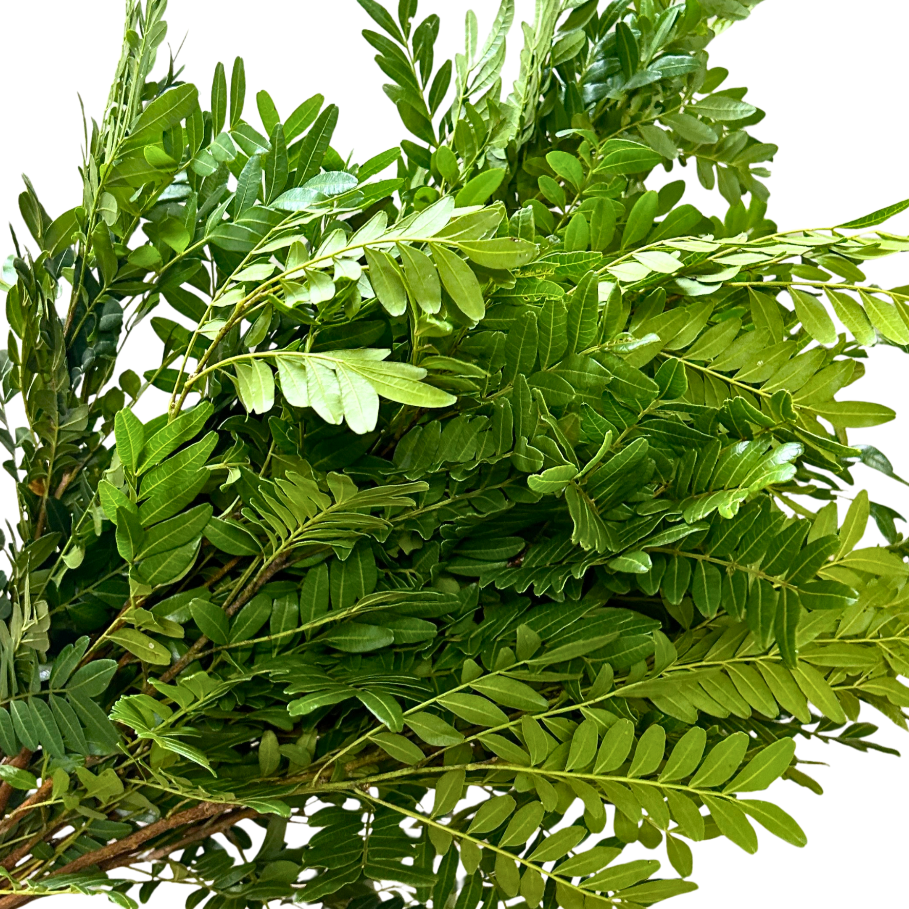 Buy Pistacia Leaf Online Malaysia – Fresh Cut Flowers