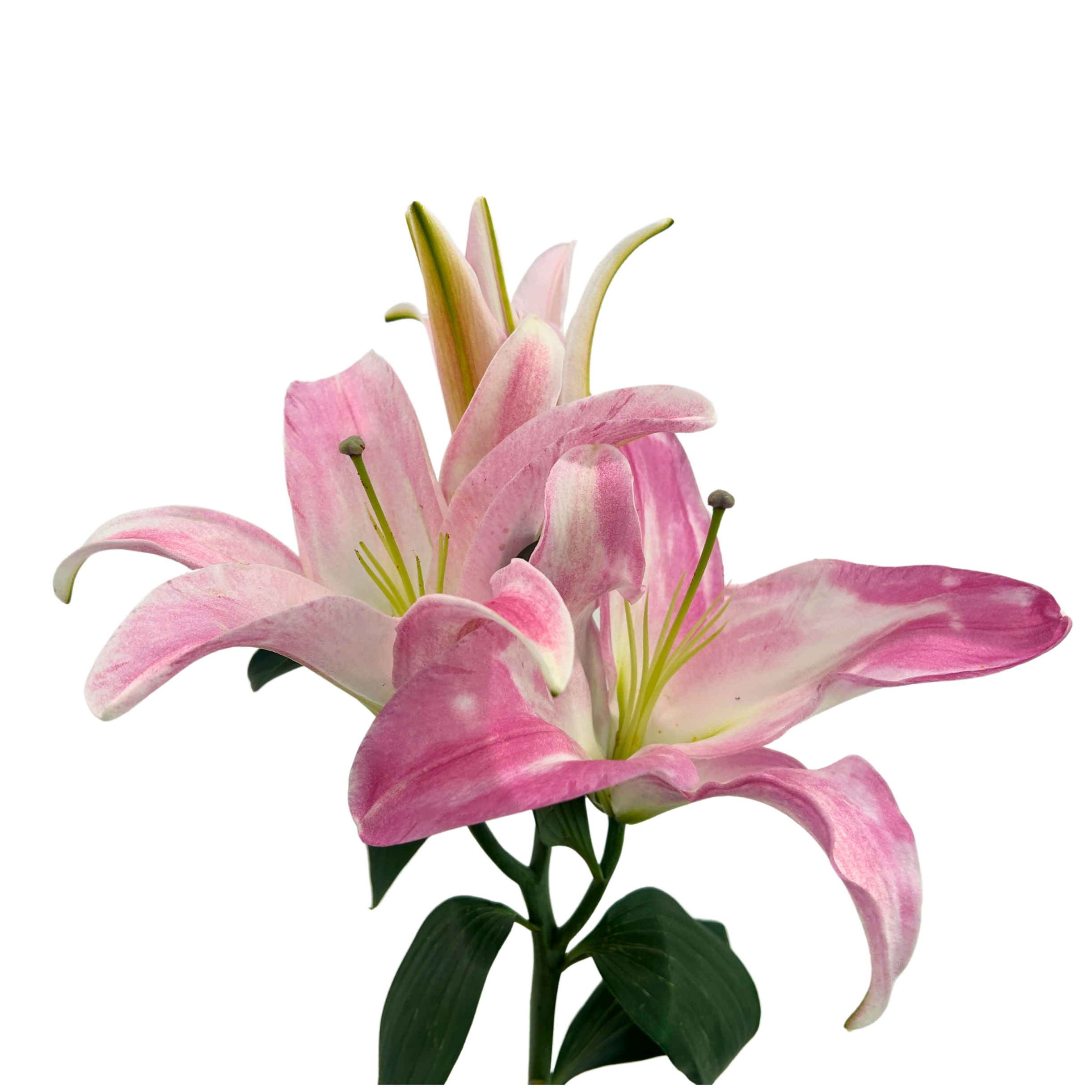 Fresh Lily Starlight (3) Malaysia – Wholesale & Delivery