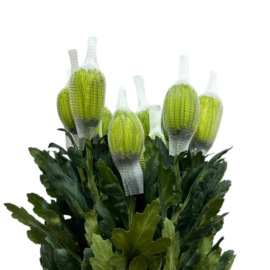 chrysanthemum mum jimba mum anatasia green