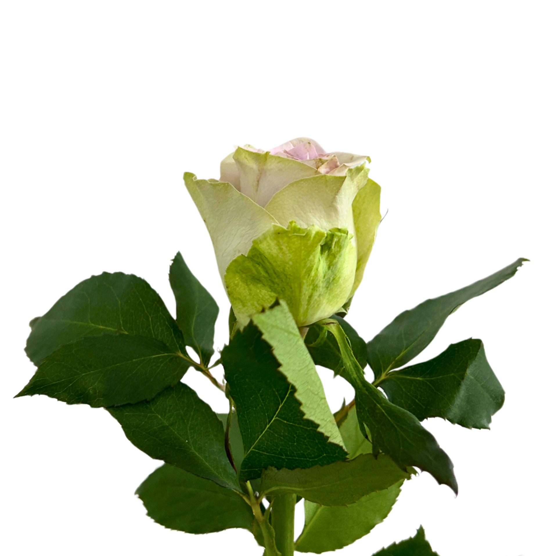 Rose Yellow Fairy for Florists Malaysia – Wholesale Flower Supply