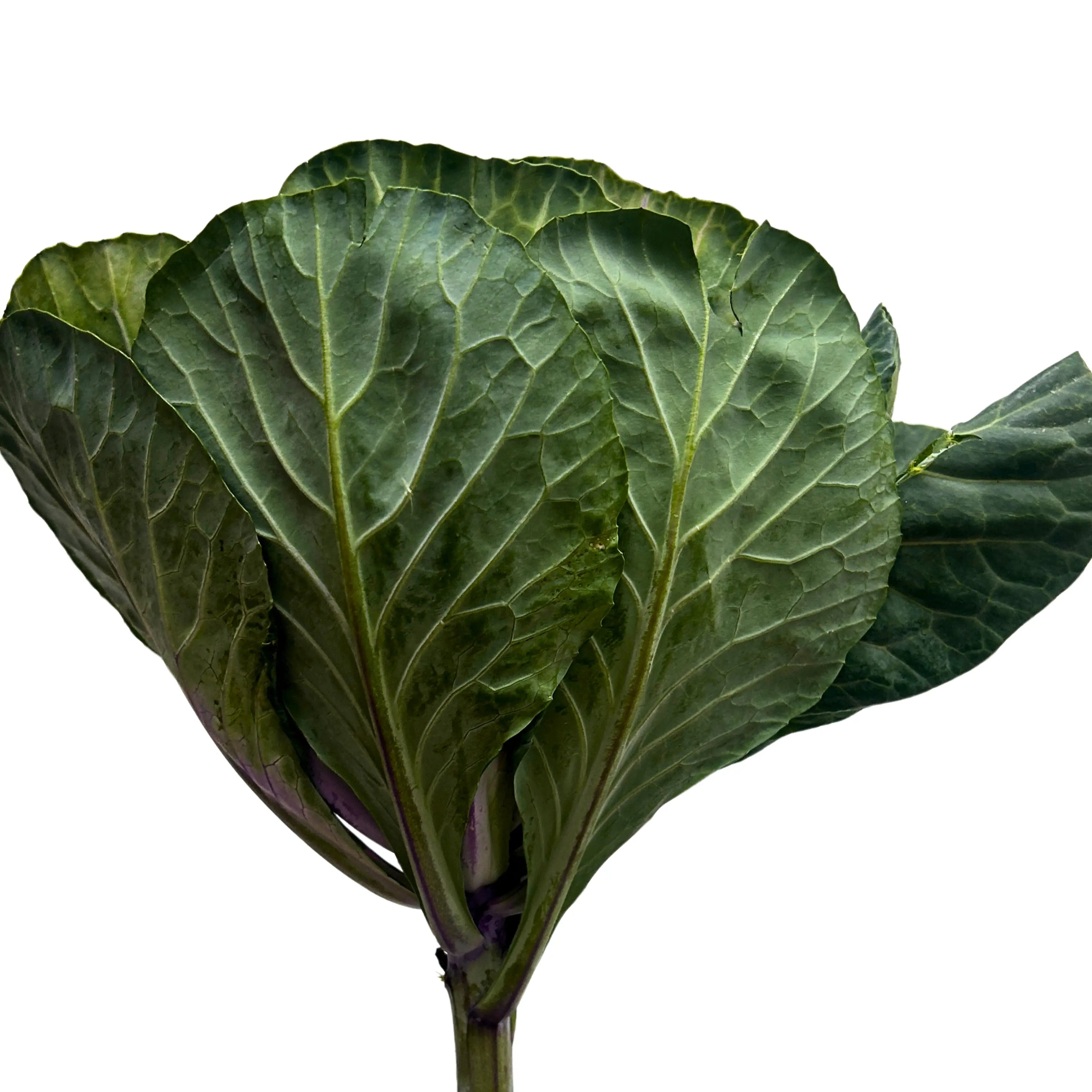 Brassica Purple Stem