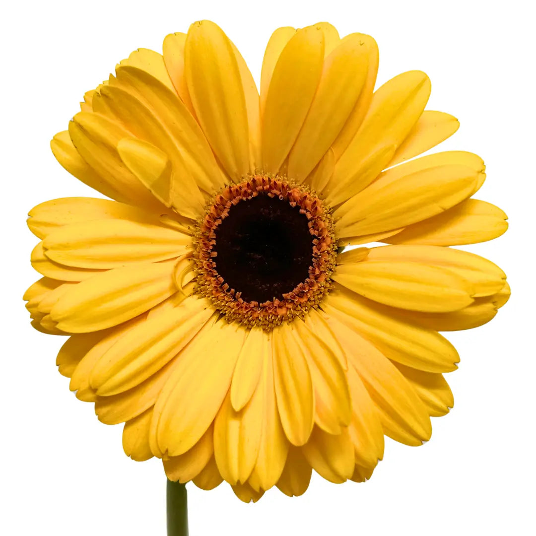Gerbera Gold 10 stems