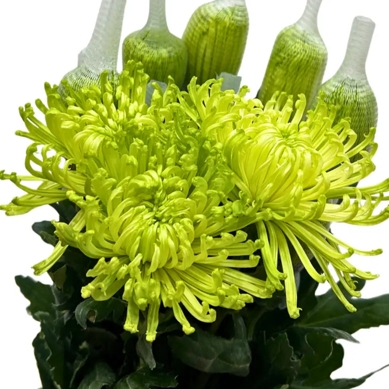 chrysanthemum mum jimba mum anatasia green