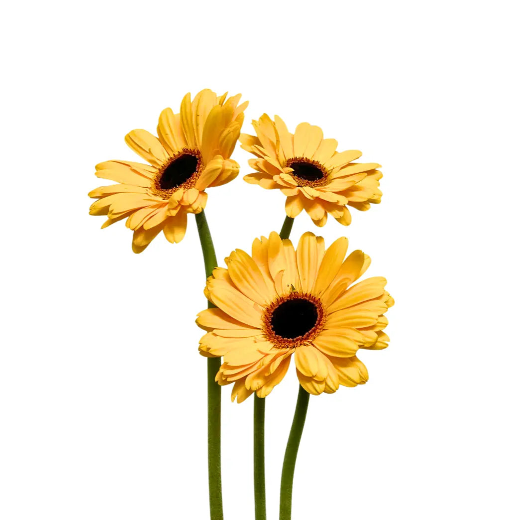 Gerbera Gold 10 stems