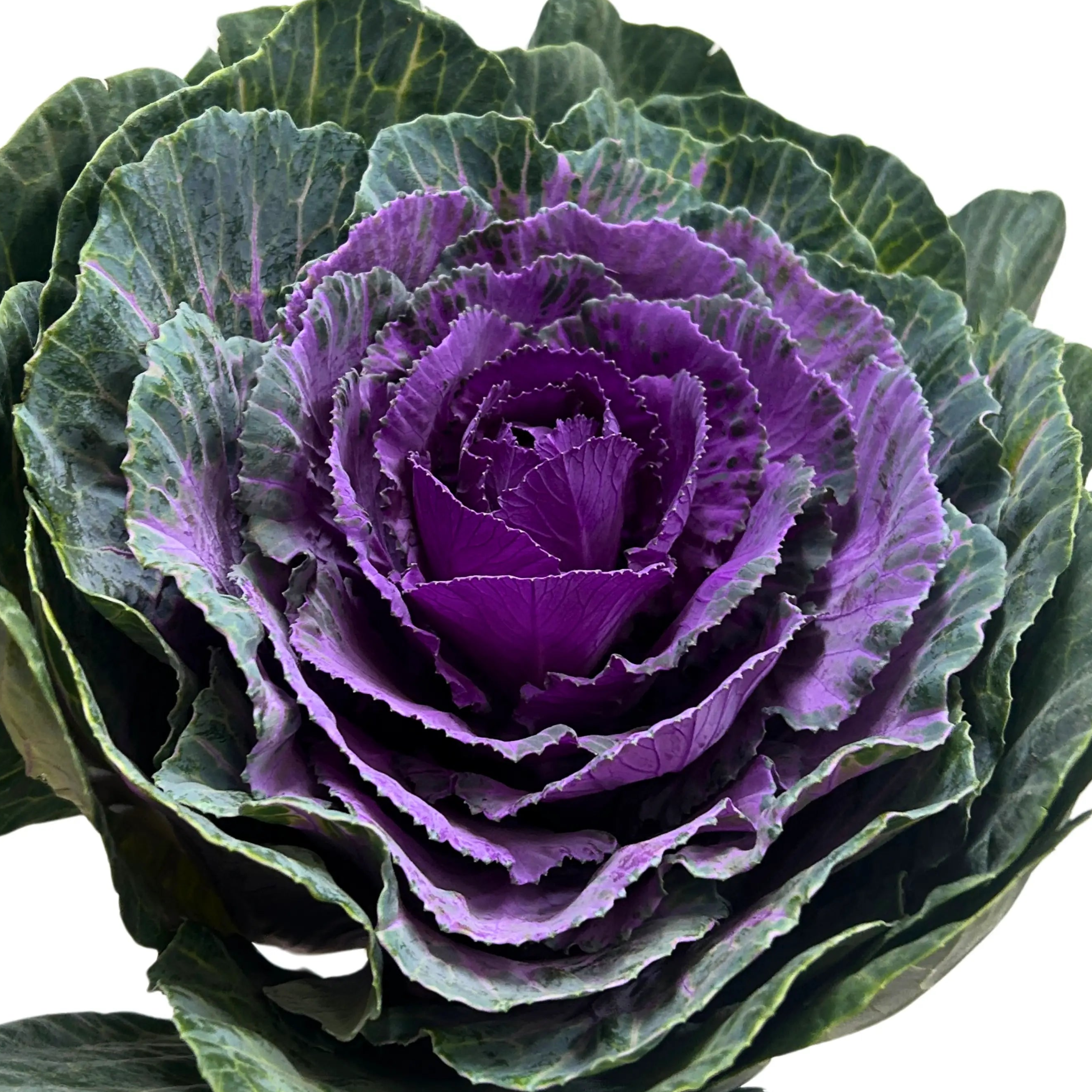 Brassica Purple Stem