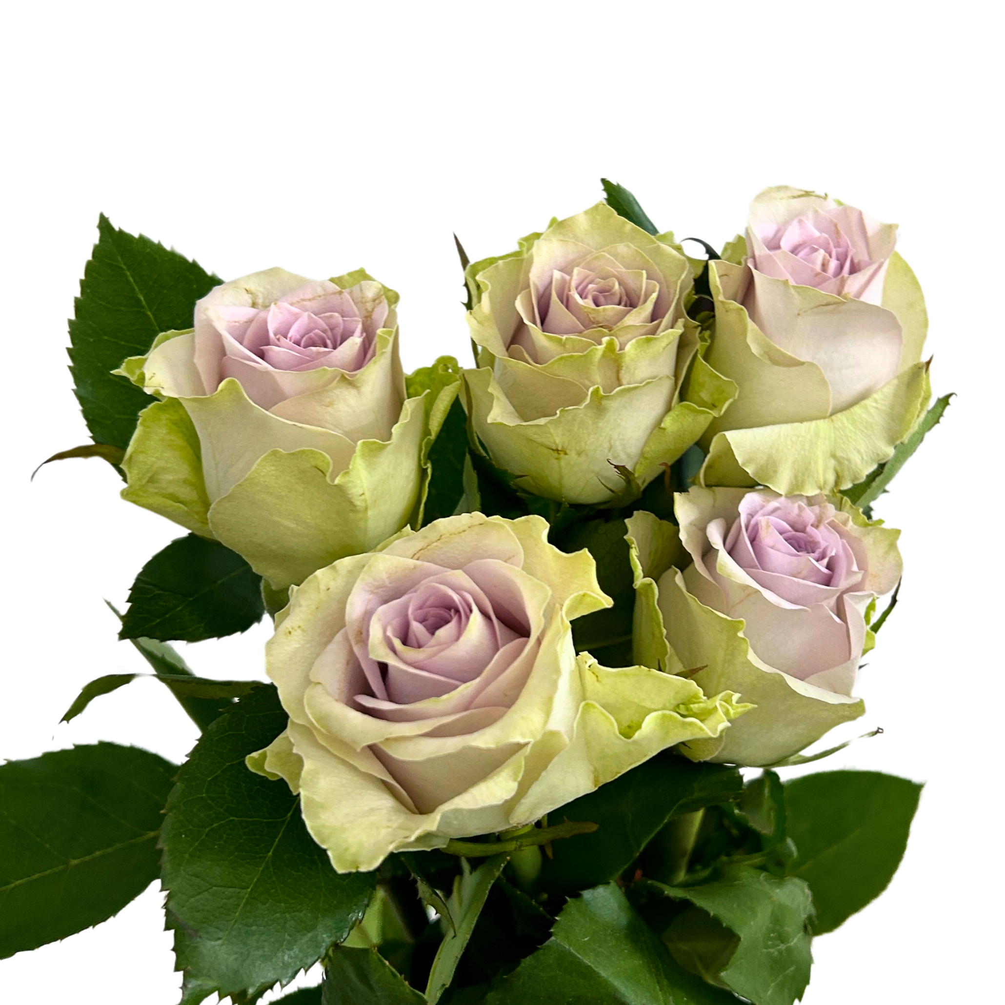 Fresh Rose Ocean Puzzle Malaysia – Wholesale & Delivery