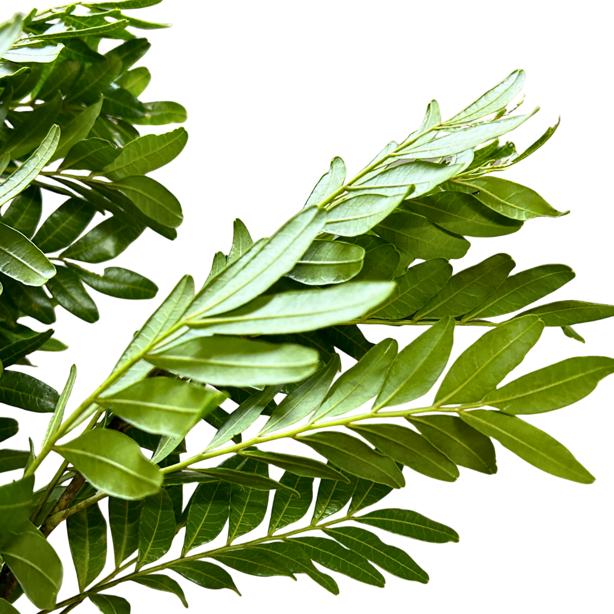 Pistacia Leaf for Florists Malaysia – Wholesale Flower Supply