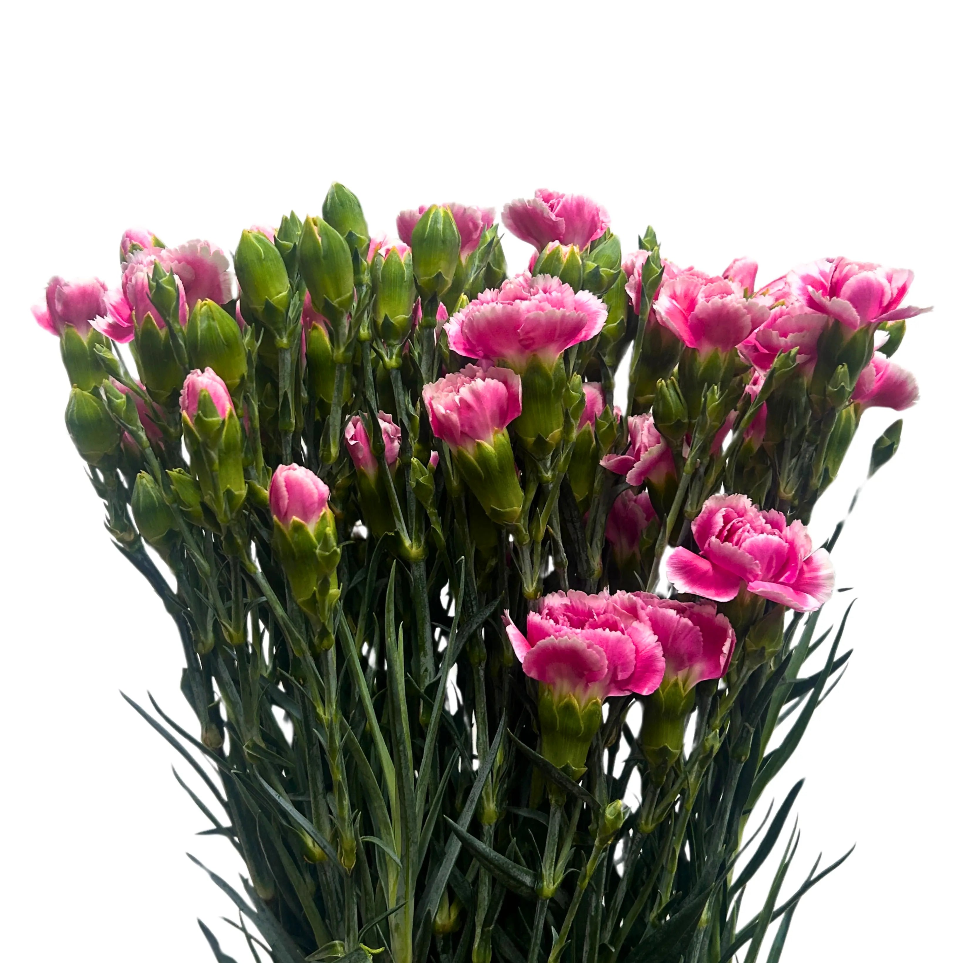 Carnation Spray Pink White 20 Stems