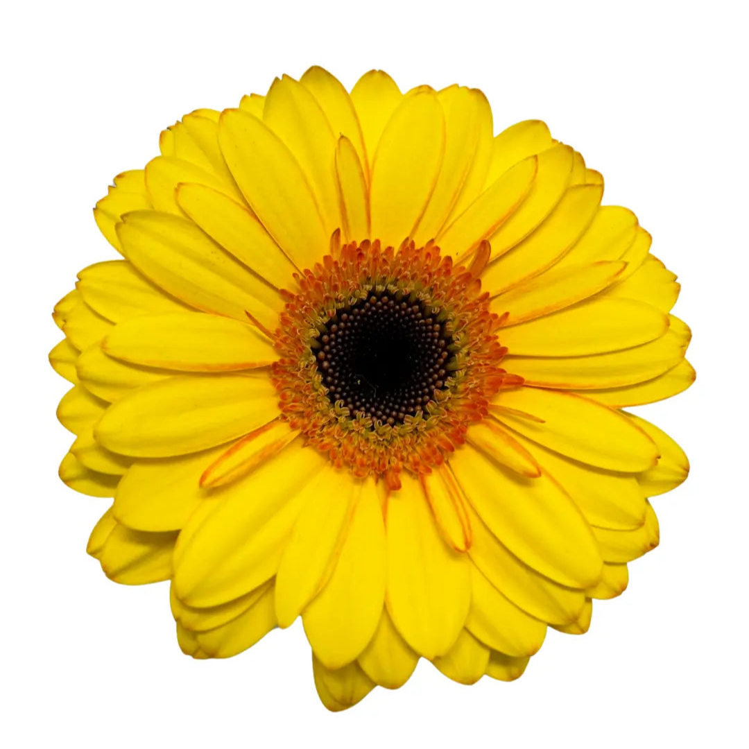 Gerbera Tone Yellow 10 stems