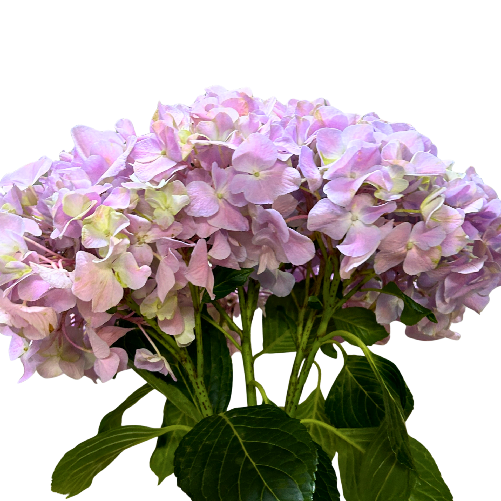 Buy Hydrangea Pink Purple Online Malaysia – Fresh Cut Flowers