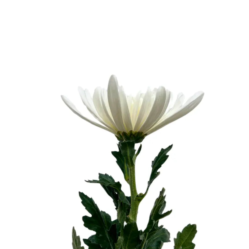 chrysanthemum mum jimba mum anatasia white