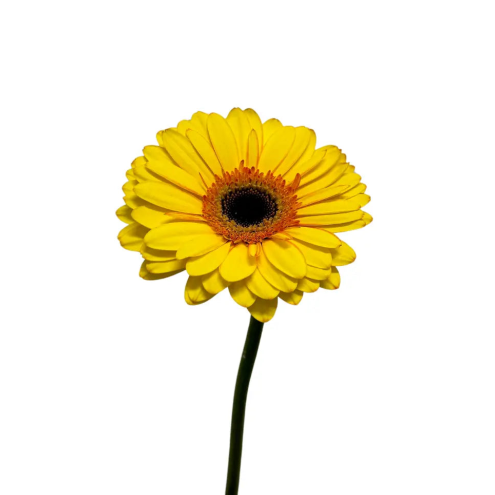 Gerbera Tone Yellow 10 stems