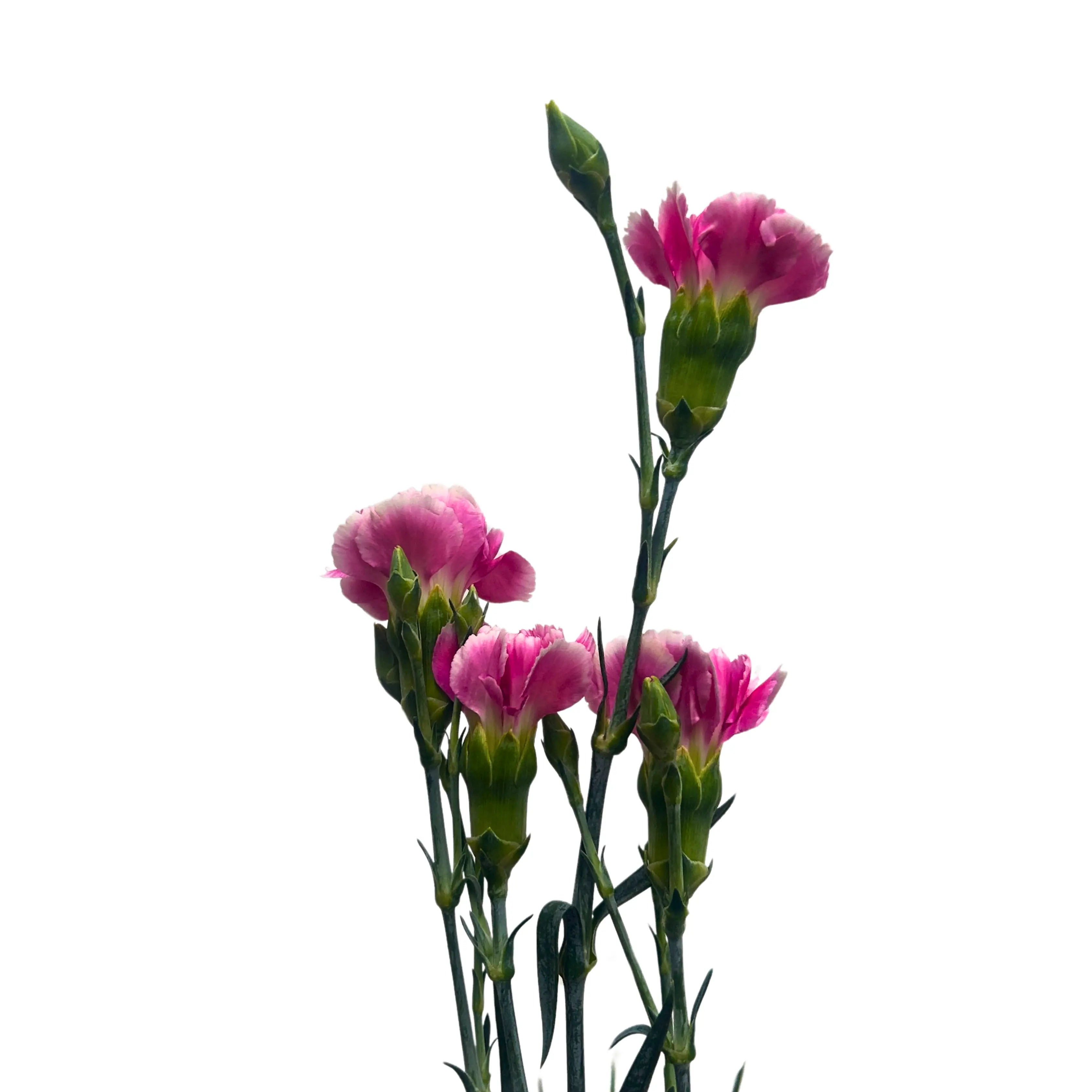 Carnation Spray Pink White 20 Stems