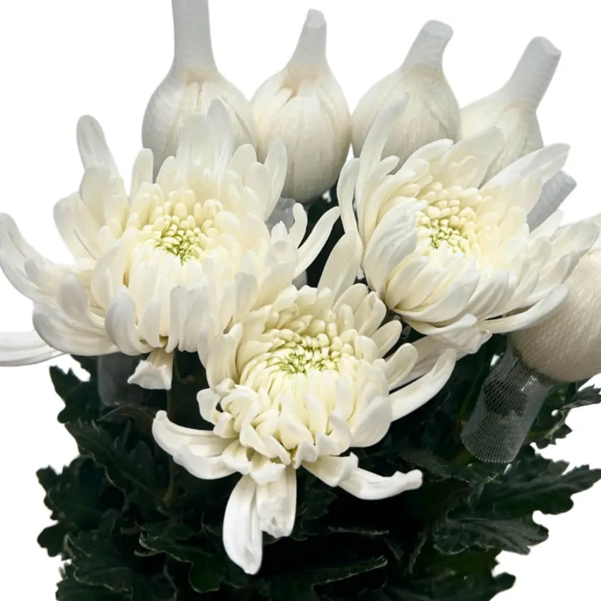 chrysanthemum mum jimba mum anatasia white