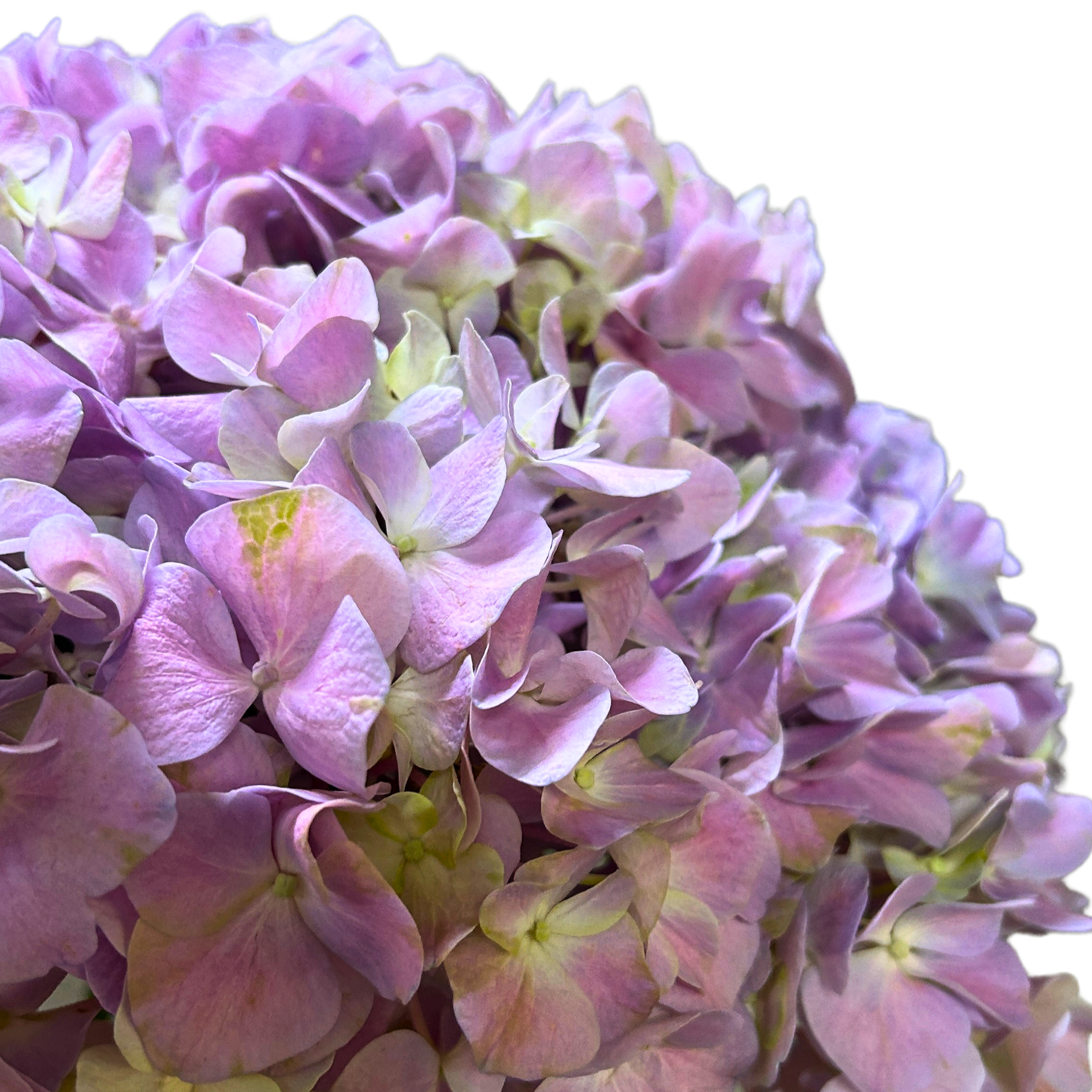Hydrangea Pink Purple for Florists Malaysia – Wholesale Flower Supply