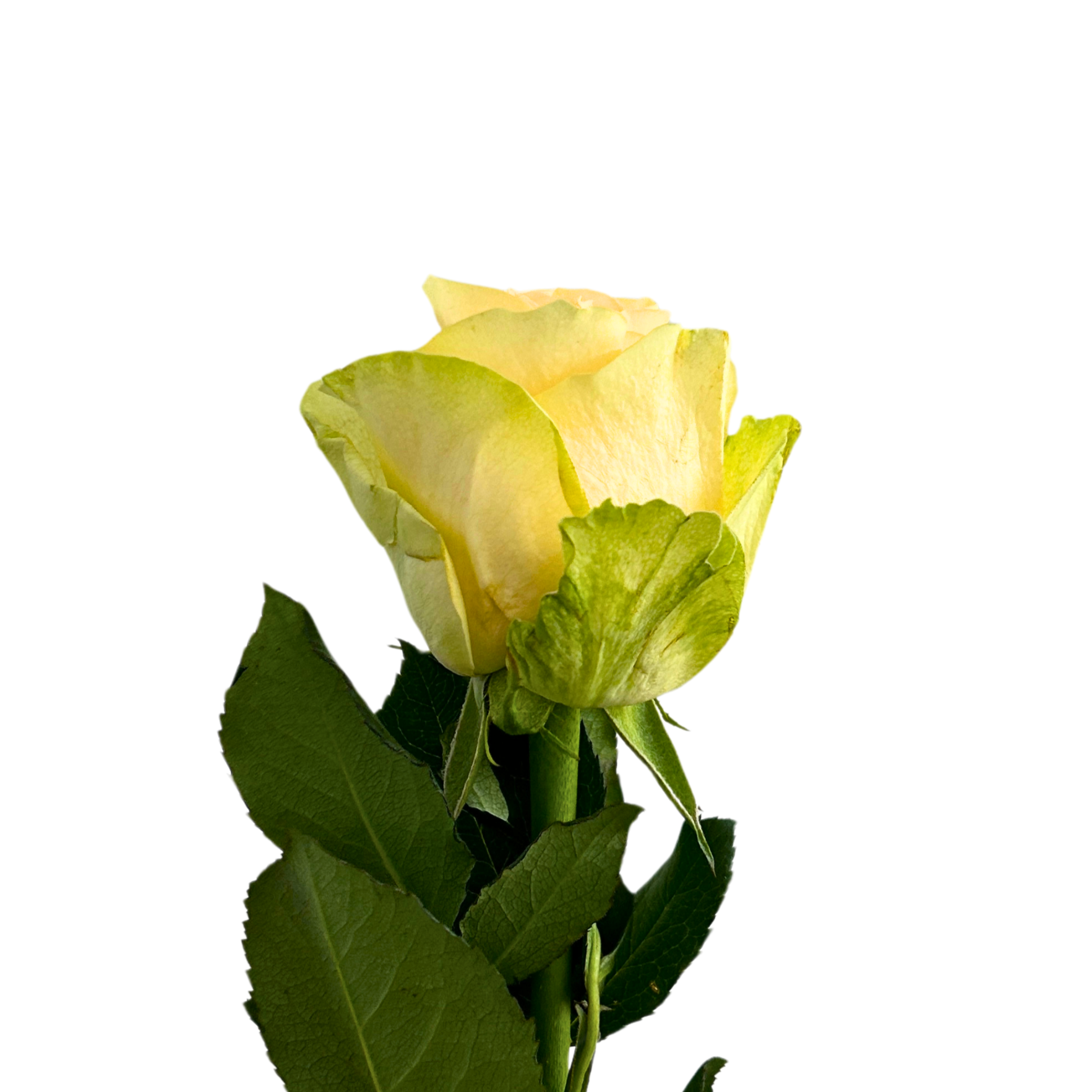 Fresh Rose Peach Avalanche Malaysia – Wholesale & Delivery