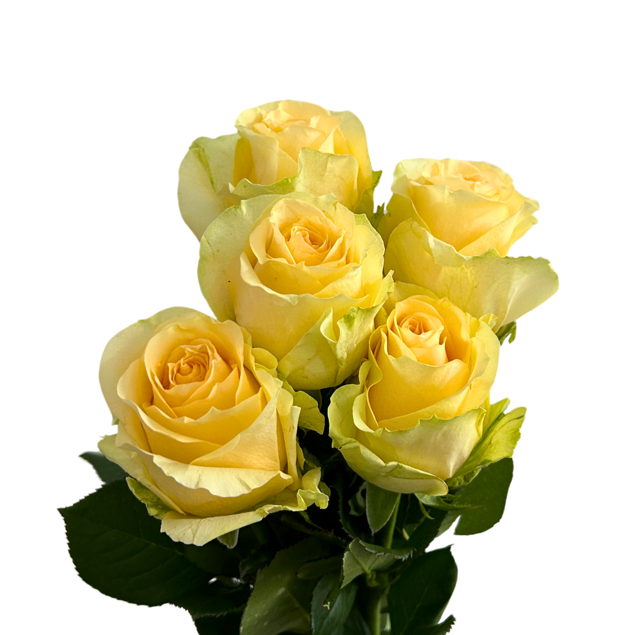 Rose Gosen for Florists Malaysia – Wholesale Flower Supply