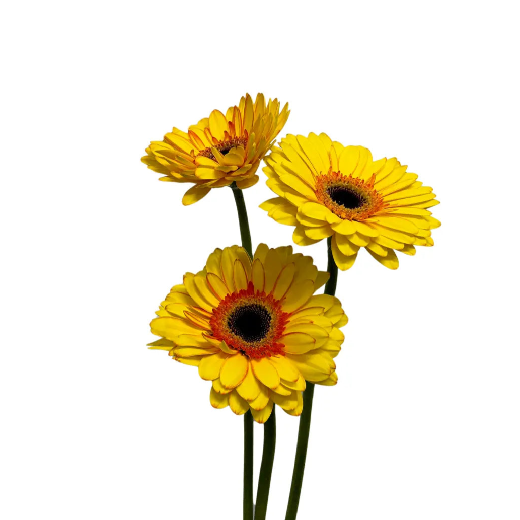 Gerbera Tone Yellow 10 stems