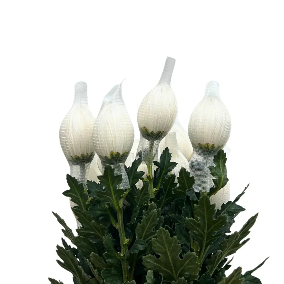 chrysanthemum mum jimba mum anatasia white