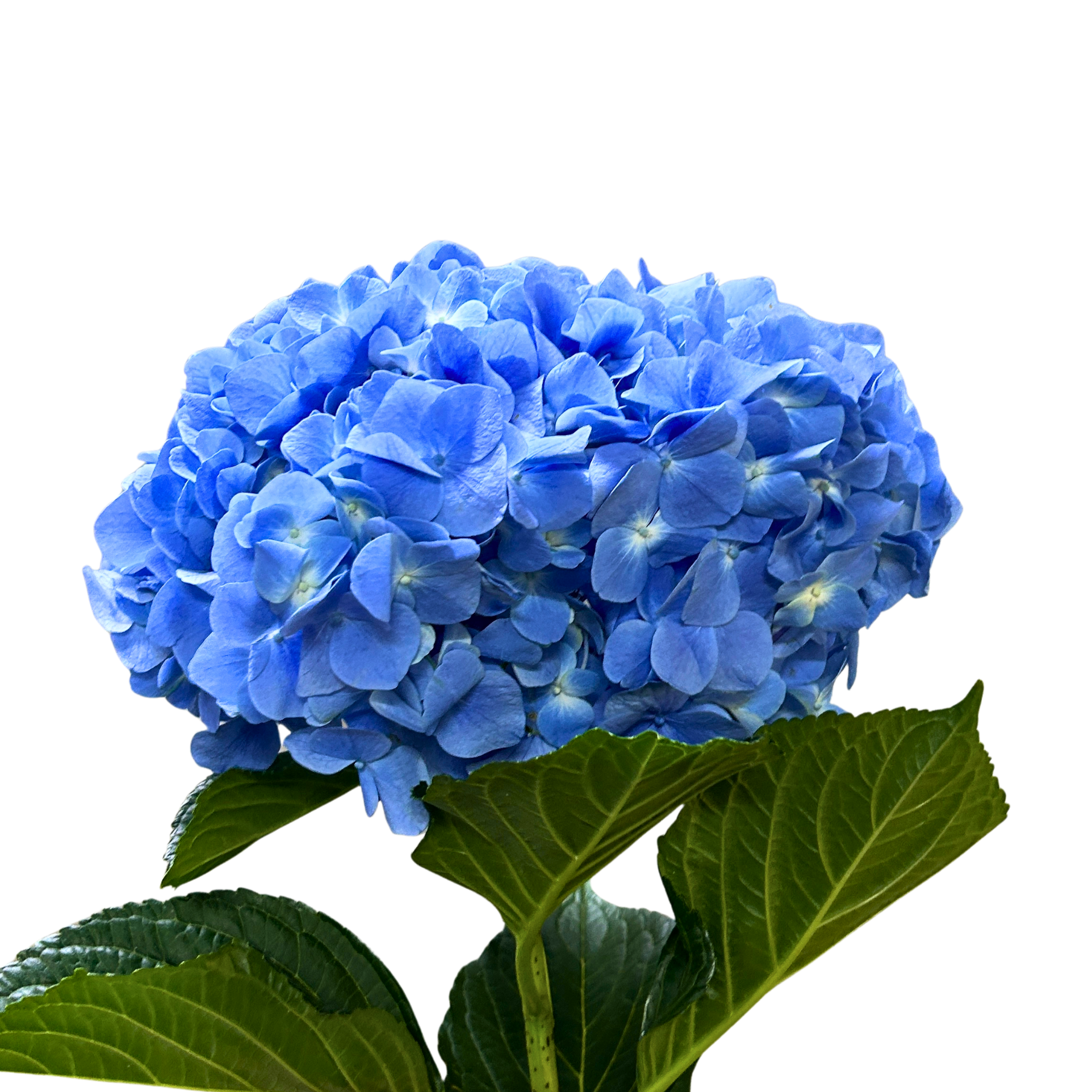Buy Hydrangea Dark Blue Online Malaysia – Fresh Cut Flowers