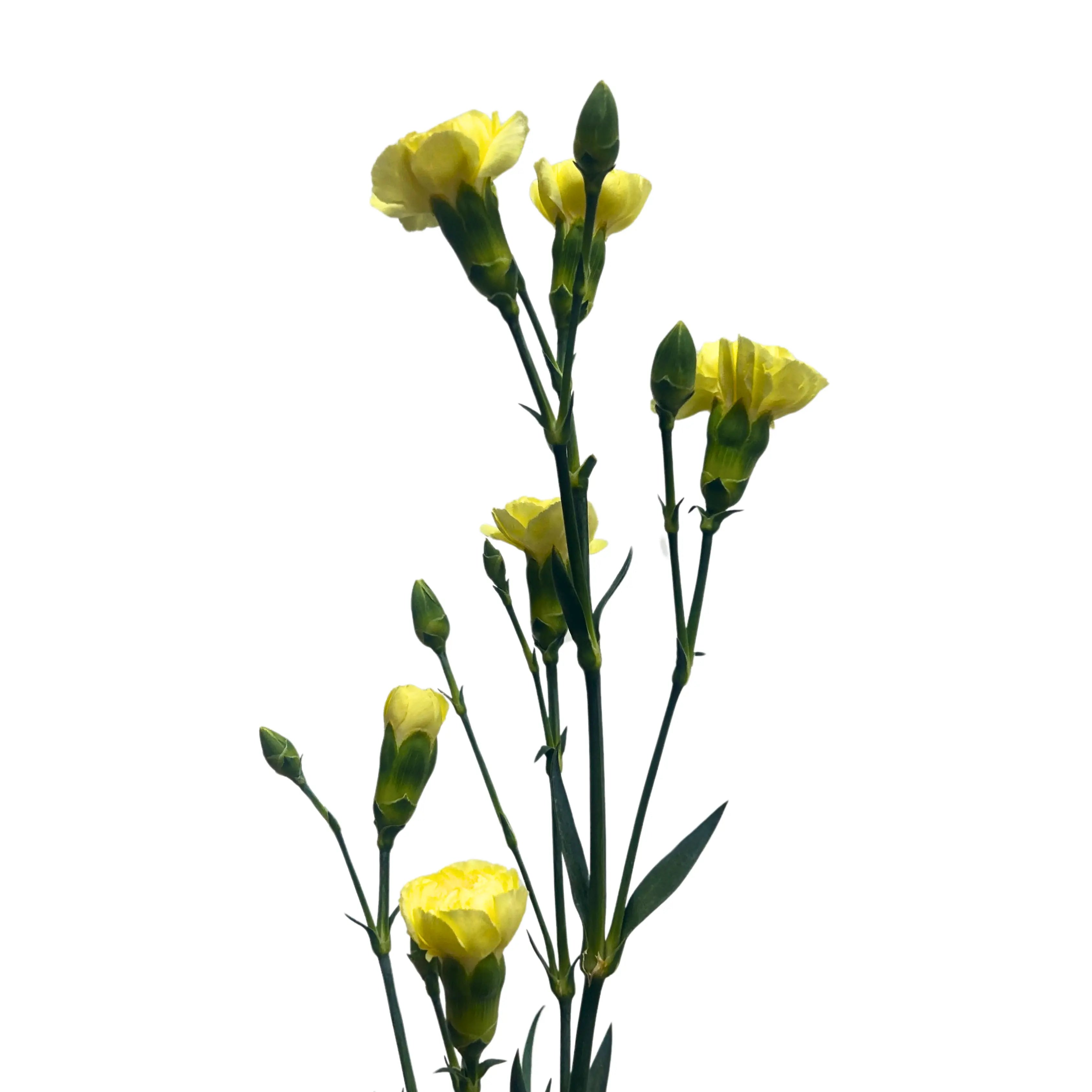 Carnation Spray Yellow 20 Stems
