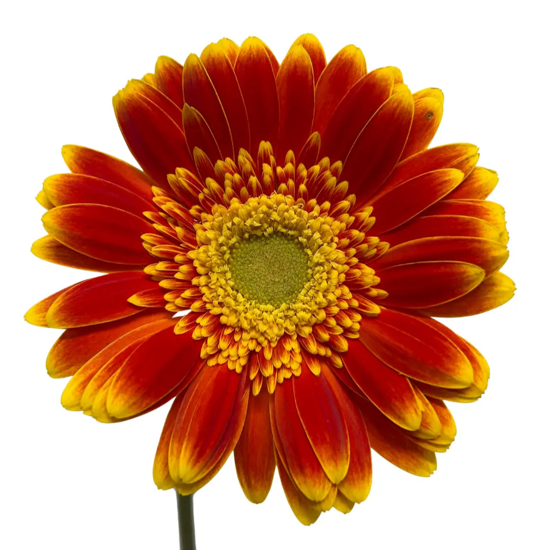 Gerbera Sunshine Green Heart 10 stems